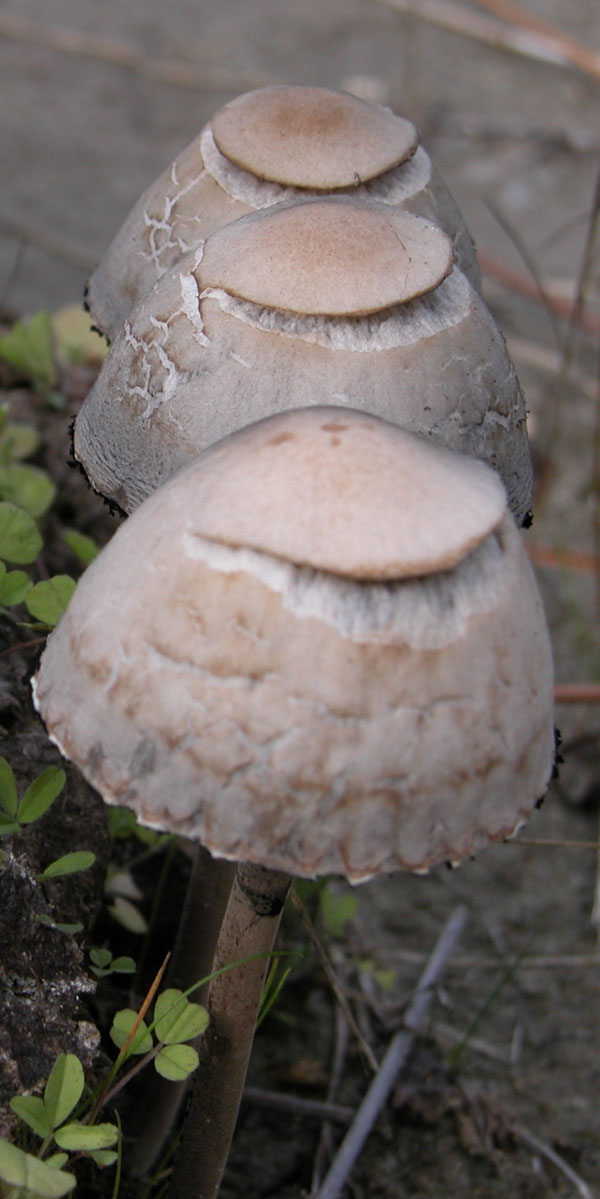 funghi della Maremma